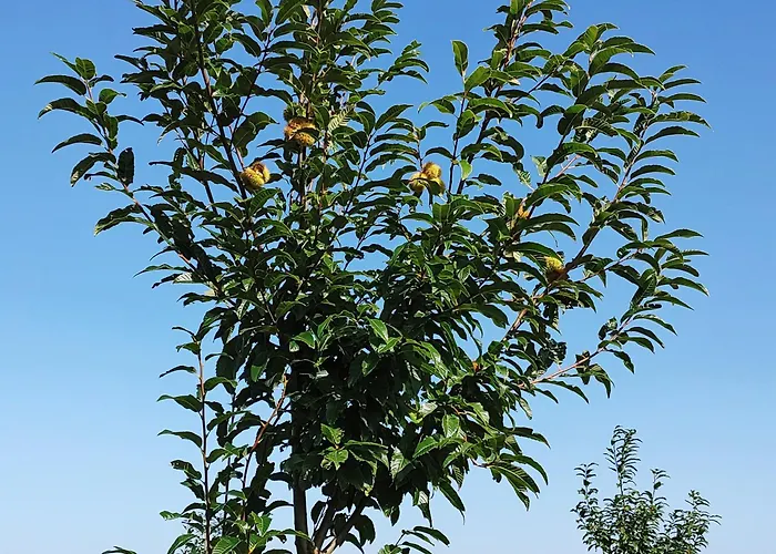 Casina Da Eira 5 Rutas Adaptada アパート ア・コルーニャ